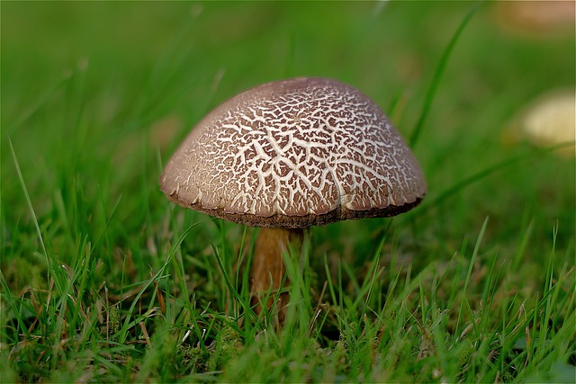 mushroom gummies
