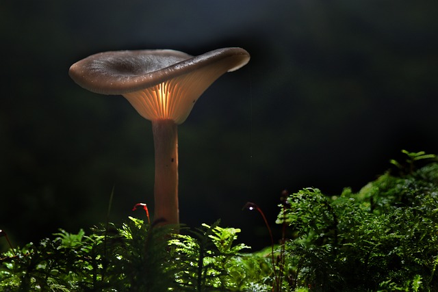 mushroom-gummies-640x480-83571083.jpeg
