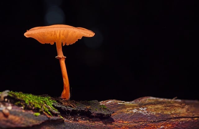 mushroom-gummies-640x480-95467270.jpeg