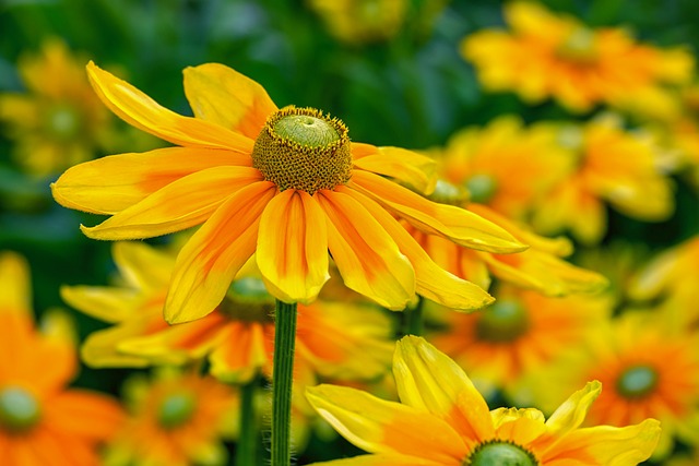 thca-flower-640x480-55240154.jpeg
