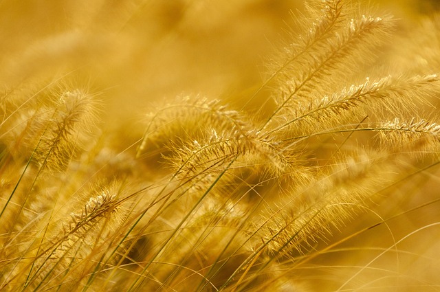 gold-640x480-88472307.jpeg