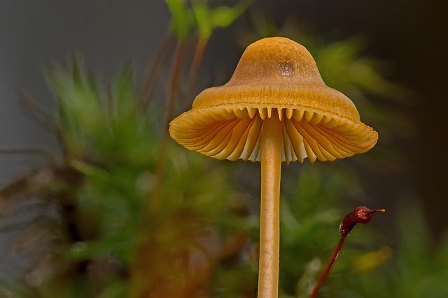 mushroom coffee