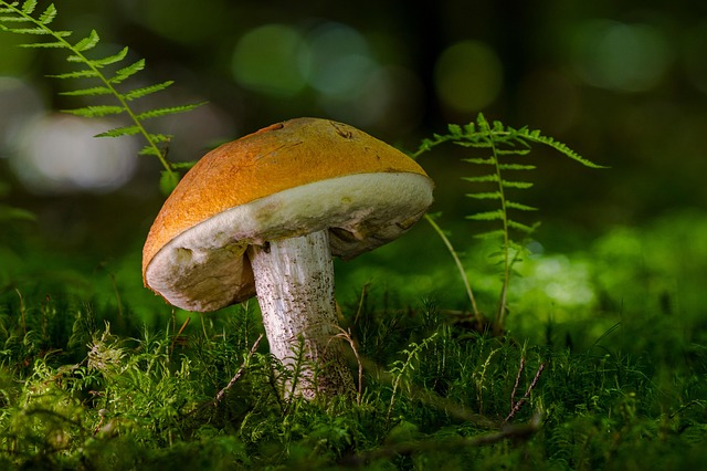 mushroom coffee