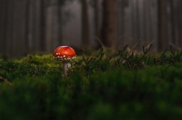 mushroom coffee