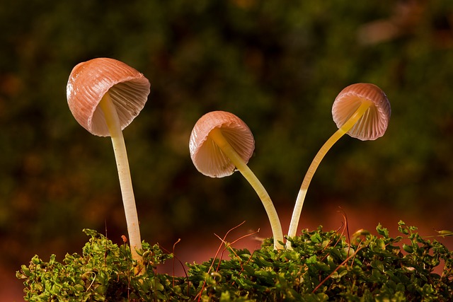 mushroom coffee