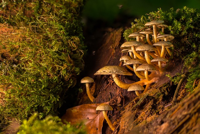 mushroom coffee
