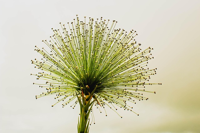 thca flower