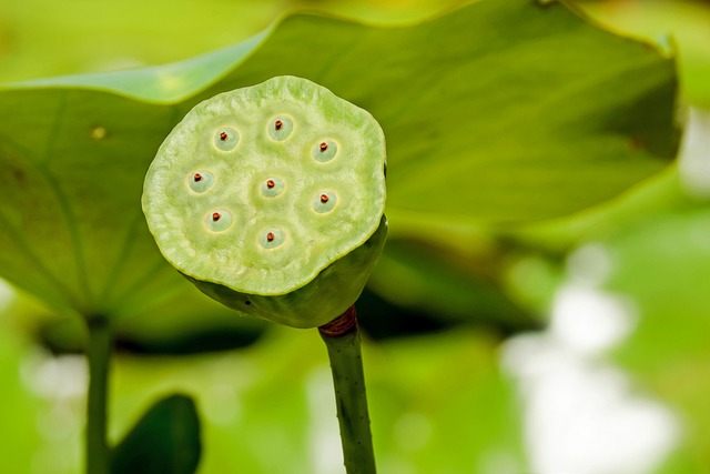 thca flower