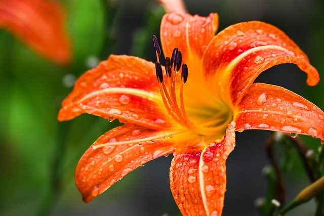 thca-flower-640x480-2593985.jpeg