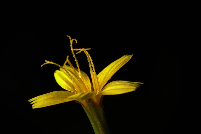 thca-flower-640x480-2698744.jpeg