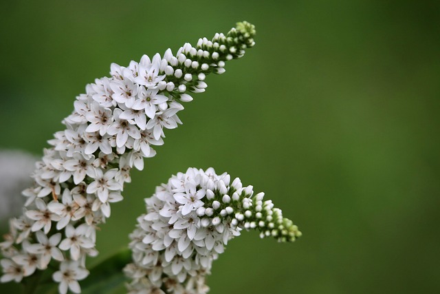 THCA Flower