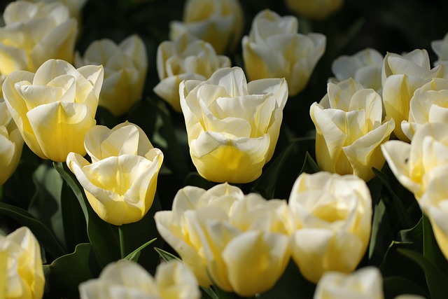 thca-flower-640x480-55579696.jpeg