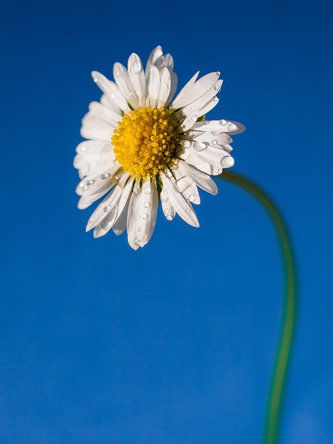 thca flower