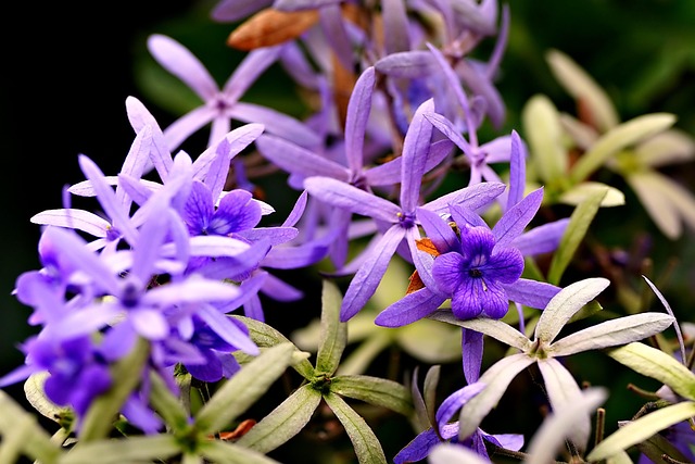 thca-flower-640x480-81151171.jpeg