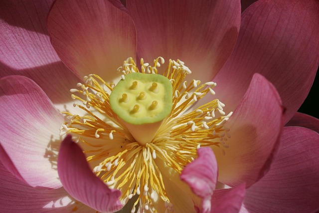 thca flower